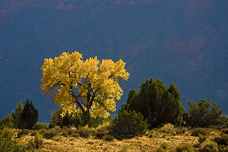 Backlit Cottonwood Tree in Castle Valley, UT